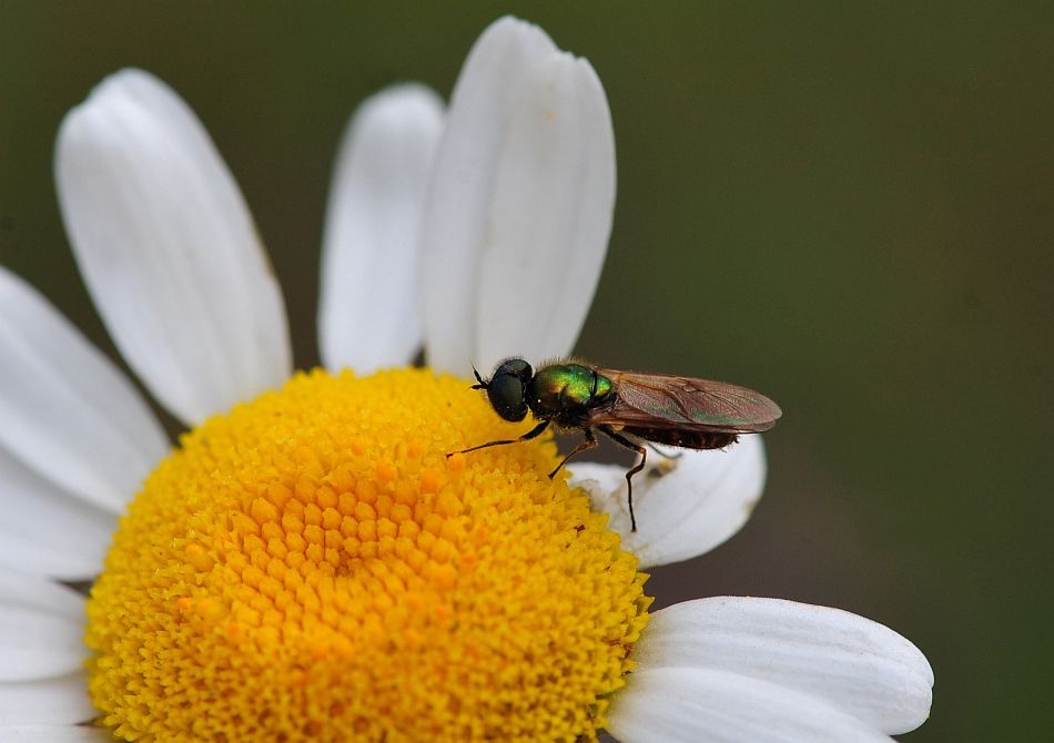 La vita in un fiore: terza parte